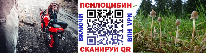 мега ТОР Ростов Псилоцибиновые грибы Psilocybine cubensis магазин наркотиков